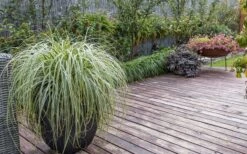 Feather Falls Sedge (Carex Oshimensis) - 5 Pack Of Quart Pots -Flowers World Shop sedge feather falls 3 800x500 1