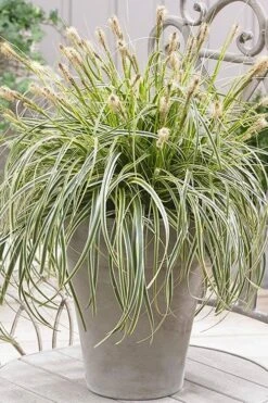 Feather Falls Sedge (Carex Oshimensis) - 5 Pack Of Quart Pots -Flowers World Shop sedge feather falls 500x750 1