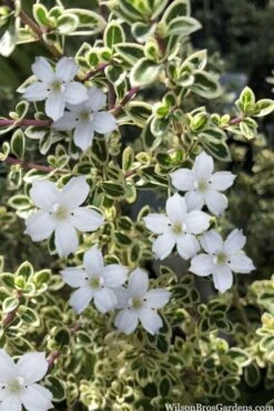 Variegated Snowbush (Serissa Japonica) - 3 Gallon Pot 13 Variegated Snowbush (Serissa Japonica) - 3 Gallon Pot -Flowers World Shop serissa foetida variegata snowbush 4
