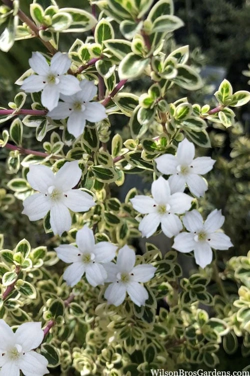 Variegated Snowbush (Serissa Japonica) - 3 Gallon Pot 6 Variegated Snowbush (Serissa Japonica) - 3 Gallon Pot - Image 4
