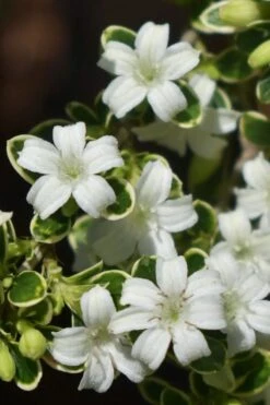 Variegated Snowbush (Serissa Japonica) - 3 Gallon Pot 17 Variegated Snowbush (Serissa Japonica) - 3 Gallon Pot -Flowers World Shop serissa foetida variegata snowbush 5