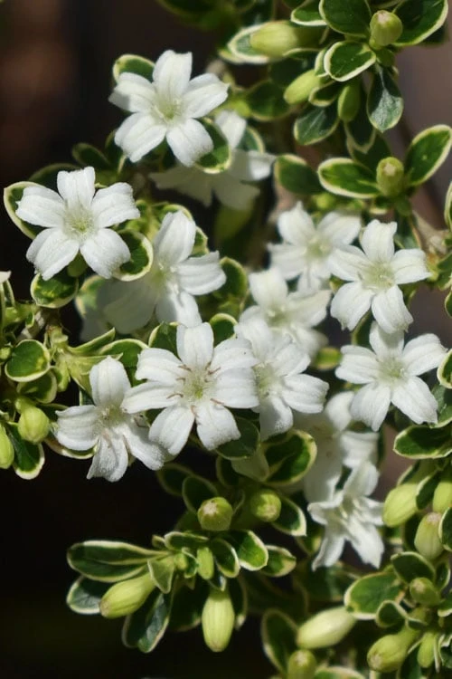 Variegated Snowbush (Serissa Japonica) - 3 Gallon Pot 9 Variegated Snowbush (Serissa Japonica) - 3 Gallon Pot - Image 7