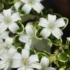 Variegated Snowbush (Serissa Japonica) - 3 Gallon Pot -Flowers World Shop serissa foetida variegata snowbush 9