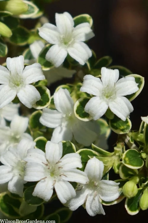 Variegated Snowbush (Serissa Japonica) - 3 Gallon Pot 3 Variegated Snowbush (Serissa Japonica) - 3 Gallon Pot