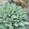 Helen Von Stein Lambs Ears (Big Ears) - 1 Gallon Pot -Flowers World Shop stachys byzantina helen von stein lambs ear 105
