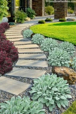 Helen Von Stein Lambs Ears (Big Ears) - 1 Gallon Pot 10 Helen Von Stein Lambs Ears (Big Ears) - 1 Gallon Pot -Flowers World Shop stachys byzantina helen von stein lambs ear 111