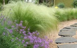 Pony Tails Mexican Feather Grass - Stipa Tennuissima - 1 Gallon Pot -Flowers World Shop stipa tenuissima ponytails mexican feather grass 105
