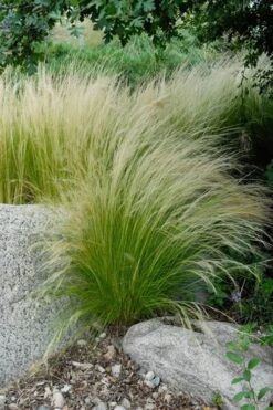 Pony Tails Mexican Feather Grass - Stipa Tennuissima - 1 Gallon Pot -Flowers World Shop stipa tenuissima ponytails mexican feather grass 107