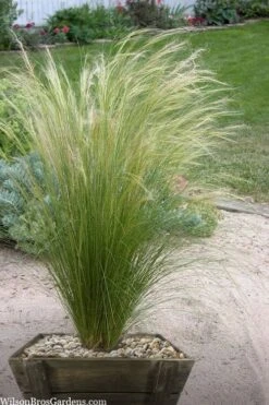 Pony Tails Mexican Feather Grass - Stipa Tennuissima - 6 Pack Of 1 Gallon Pots 18 Pony Tails Mexican Feather Grass - Stipa Tennuissima - 6 Pack Of 1 Gallon Pots -Flowers World Shop stipa tenuissima ponytails mexican feather grass 111 1