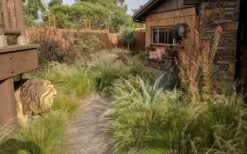 Pony Tails Mexican Feather Grass - Stipa Tennuissima - 1 Gallon Pot -Flowers World Shop stipa tenuissima ponytails mexican feather grass 115