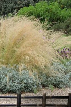 Pony Tails Mexican Feather Grass - Stipa Tennuissima - 1 Gallon Pot -Flowers World Shop stipa tenuissima ponytails mexican feather grass 117