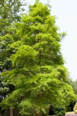 Green Whispers Bald Cypress (Taxodium Distichum) - 7 Gallon Pot (6-7') -Flowers World Shop taxodium distichum green whispers bald cypress tree 1