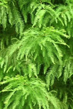 Green Whispers Bald Cypress (Taxodium Distichum) - 7 Gallon Pot (6-7') -Flowers World Shop taxodium distichum green whispers bald cypress tree 2