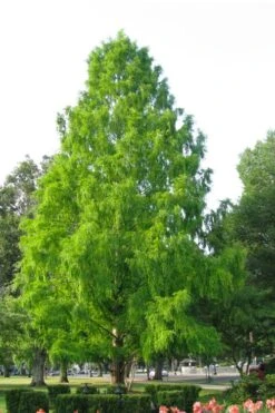 Green Whispers Bald Cypress (Taxodium Distichum) - 7 Gallon Pot (6-7')