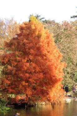 Green Whispers Bald Cypress (Taxodium Distichum) - 7 Gallon Pot (6-7') -Flowers World Shop taxodium distichum green whispers bald cypress tree 4