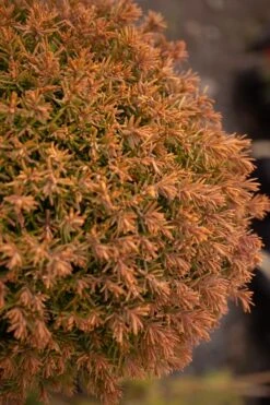 Sienna Sunset Arborvitae Topiary Tree - 3 Gallon Pot -Flowers World Shop thuja occidentalis anniek sienna sunset arborvitae tree 2