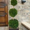 Emerald Green Arborvitae Poodle Tier Topiary (3 Ball) - 5 Gallon Pot -Flowers World Shop thuja occidentalis emerald green arborvitae 3 ball poodle tier topiary 1