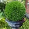 Planet Earth Arborvitae - 3 Gallon Pot 1 Planet Earth Arborvitae - 3 Gallon Pot -Flowers World Shop thuja occidentalis planet earth arborvitae 6