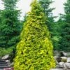 Sunshine Arborvitae (Thuja) - 1 Gallon Pot -Flowers World Shop thuja plicata sunshine arborvitae 2