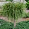 Whipcord Arborvitae (Single Trunk Topiary Tree) - 2 Gallon Pot -Flowers World Shop thuja plicata whipcord arbirvitae topiary tree 1