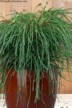 Whipcord Arborvitae (Thuja Plicata 'Whipcord') - 2 Gallon Pot -Flowers World Shop thuja plicata whipcord arborvitae 103
