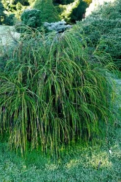 Whipcord Arborvitae - Thuja Plicata 'Whipcord' -1 Gallon Pot -Flowers World Shop thuja plicata whipcord arborvitae 105 1