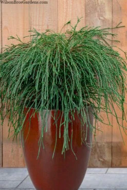Whipcord Arborvitae (Thuja Plicata 'Whipcord') - 2 Gallon Pot
