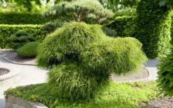 Whipcord Arborvitae (Thuja Plicata 'Whipcord') - 2 Gallon Pot -Flowers World Shop thuja plicata whipcord arborvitae 52