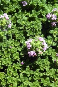 Leprechaun Creeping Thyme - 6 Pack Of Pint Pots -Flowers World Shop thyme leprechaun 500x750 1