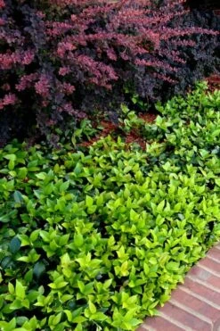 Asian Jasmine - Asiatic Jasmine - 18 Count Flat Of Pint Pots 19 Asian Jasmine - Asiatic Jasmine - 18 Count Flat Of Pint Pots -Flowers World Shop trachelospermum asiaticum asian jasmine 2