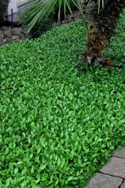 Asian Jasmine - Asiatic Jasmine - 18 Count Flat Of Pint Pots 18 Asian Jasmine - Asiatic Jasmine - 18 Count Flat Of Pint Pots -Flowers World Shop trachelospermum asiaticum asian jasmine 3