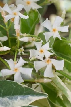 Variegated Confederate Jasmine - Trachelospermum Jasminoides - 3 Gallon Pot -Flowers World Shop trachelospermum jasminoides variegatum confederate jasmine 1