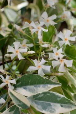 Variegated Confederate Jasmine - Trachelospermum Jasminoides - 3 Gallon Pot -Flowers World Shop trachelospermum jasminoides variegatum confederate jasmine 2