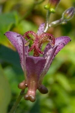 Gilt Edge Toad Lily (Tricyrtis Formosana) - 1 Gallon Pot -Flowers World Shop tricyrtis formosana gilt edge 5
