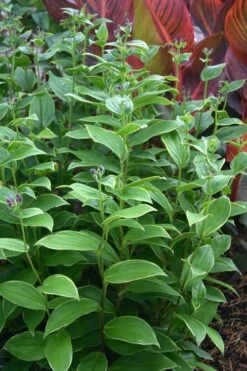 Gilt Edge Toad Lily (Tricyrtis Formosana) - 1 Gallon Pot -Flowers World Shop tricyrtis formosana gilt edge 9