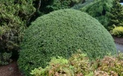 Gentsch White Frosted Dwarf Canadian Hemlock (Tsuga) - 3 Gallon Pot -Flowers World Shop tsuga canadensis grentsch white canadian hemlock 20