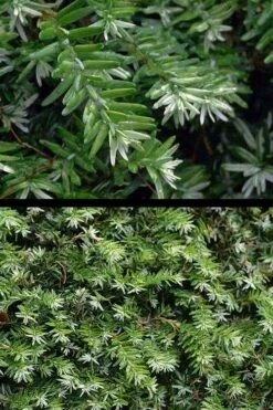 Gentsch White Frosted Dwarf Canadian Hemlock (Tsuga) - 3 Gallon Pot -Flowers World Shop tsuga canadensis grentsch white canadian hemlock 21