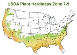 Chisato No Aki Camellia Japonica - 3 Gallon Pot -Flowers World Shop usda zone 7 9 map 600x425 1