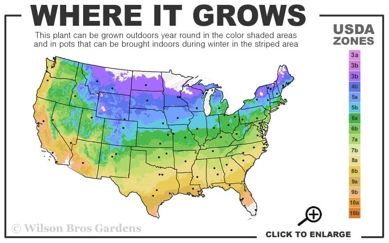 Rouge Cardinal Clematis - 1 Gallon Pot 5 Rouge Cardinal Clematis - 1 Gallon Pot - Image 3