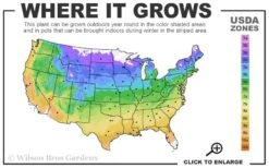 Abilene Clematis - 1 Gallon Pot -Flowers World Shop usda zone map 37