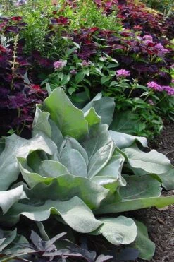 Giant Silver Mullien (Verbascum Bombyciferum) - 1 Gallon Pot -Flowers World Shop verbascum bombyciferum giant silver mullien 1