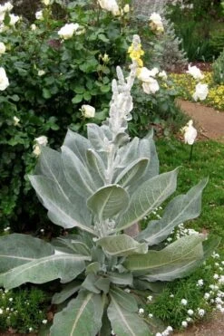 Giant Silver Mullien (Verbascum Bombyciferum) - 1 Gallon Pot -Flowers World Shop verbascum bombyciferum giant silver mullien 2