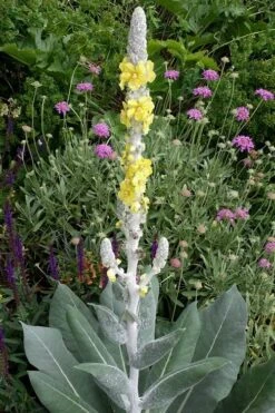 Giant Silver Mullien (Verbascum Bombyciferum) - 1 Gallon Pot -Flowers World Shop verbascum bombyciferum giant silver mullien 3