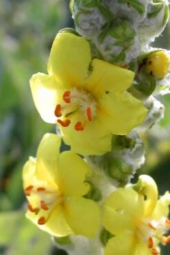Giant Silver Mullien (Verbascum Bombyciferum) - 1 Gallon Pot -Flowers World Shop verbascum bombyciferum giant silver mullien 5