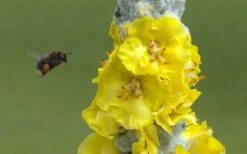 Giant Silver Mullien (Verbascum Bombyciferum) - 1 Gallon Pot -Flowers World Shop verbascum bombyciferum giant silver mullien 7