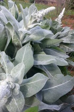 Giant Silver Mullien (Verbascum Bombyciferum) - 1 Gallon Pot -Flowers World Shop verbascum bombyciferum giant silver mullien 8