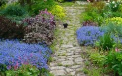 Georgia Blue Veronica Umbrosa - 1 Gallon Pot 10 Georgia Blue Veronica Umbrosa - 1 Gallon Pot -Flowers World Shop veronica peduncularis georgia blue speedwell 1