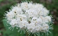 Maple Leaf Viburnum - 1 Gallon Pot -Flowers World Shop viburnum acerifolium maple leaf 15