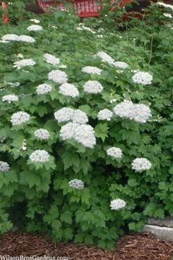 Maple Leaf Viburnum - 3 Gallon Pot -Flowers World Shop viburnum acerifolium maple leaf 16 2