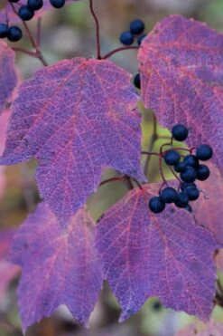 Maple Leaf Viburnum - 1 Gallon Pot -Flowers World Shop viburnum acerifolium maple leaf 3
